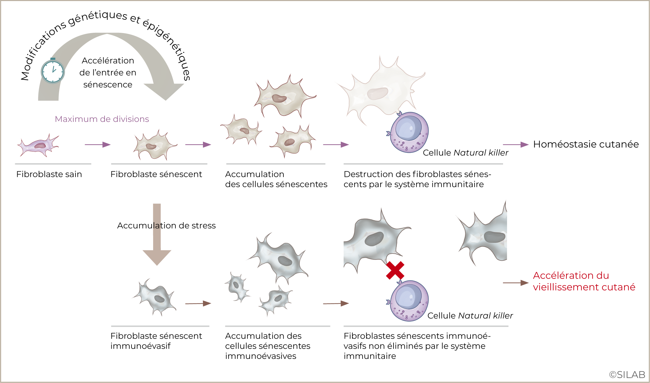 Implication des fibroblastes sénescents immunoévasifs dans l’accélération du vieillissement de la peau