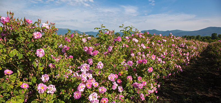 The famous Rose Valley in Bulgaria
