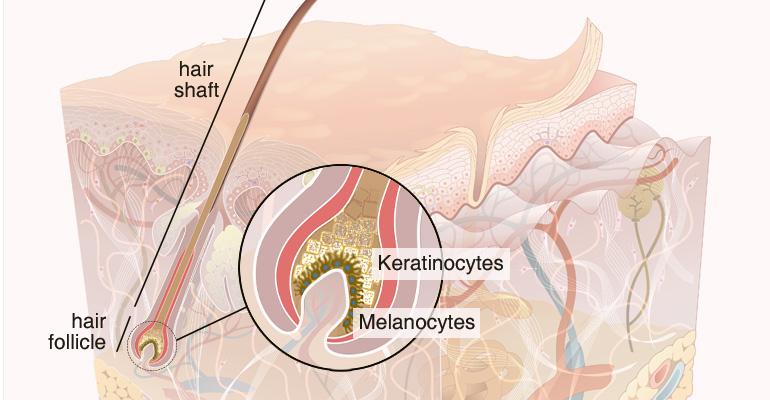 Hair Anatomy  Structure of hair growth  Hair Growth Treatment