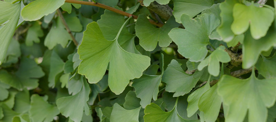 Ginkgo biloba